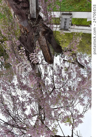 Torii of "The Hot Spring Shrine" of the "Nishijuku Onsen" and the Cherry Blossoms of Old Trees 24706858