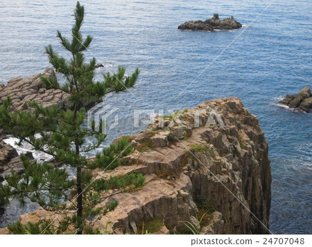 Tojinbo and pine 24707048