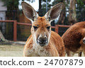 Kangaroo front 24707879