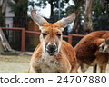 Kangaroo ear cover 24707880