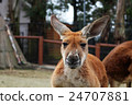Kangaroos single ear 24707881