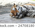 Napless tiger 24708180