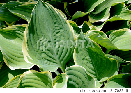 Giboshi's leaves 24708246
