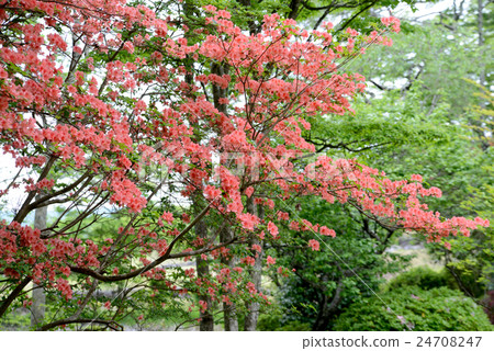 Yamato azalea 24708247