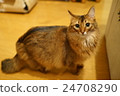 一隻貓 24708290