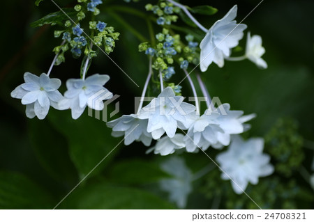 Fire hydrant of Sumida hydrangea Fire hydrant of Sumida hydrangea 24708321