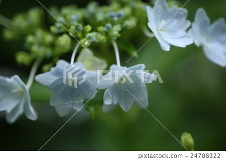 Fire hydrant of Sumida hydrangea 24708322