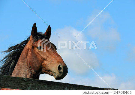 Hokkaido thoroughbred Hokkaido thoroughbred 24708465