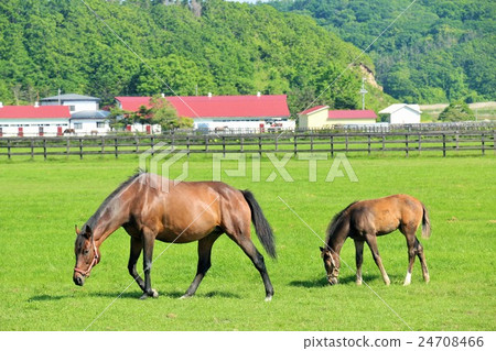 Parents of horse of thoroughbred ranch Parents of horse of thoroughbred ranch 24708466