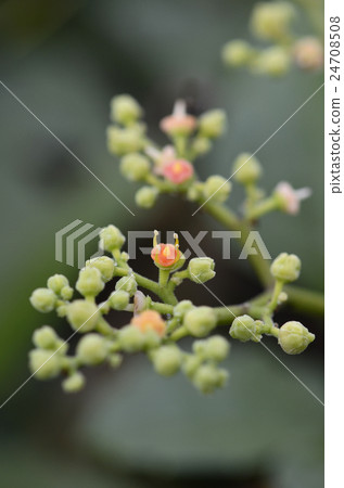 Yellow flower flower Yellow flower flower 24708508