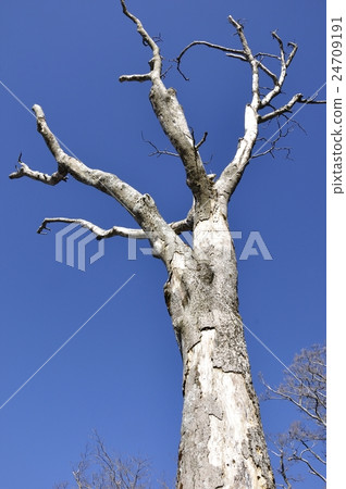 An old tree in blue sky An old tree in blue sky 24709191