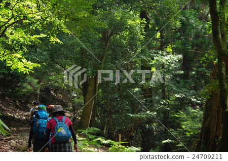 Primitive forest trekking Primitive forest trekking 24709211