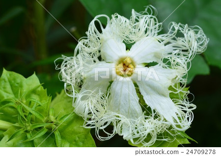 Caneur ri Caneur ri 24709278