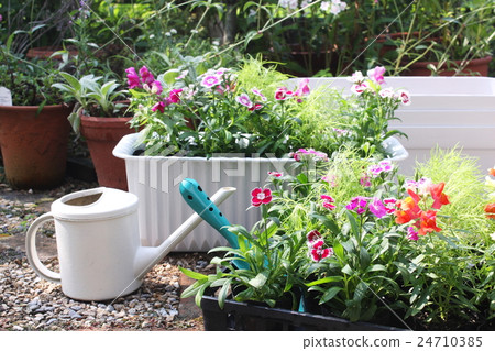 Planting gardening flower seedlings in the planter Planting gardening flower seedlings in the planter 24710385