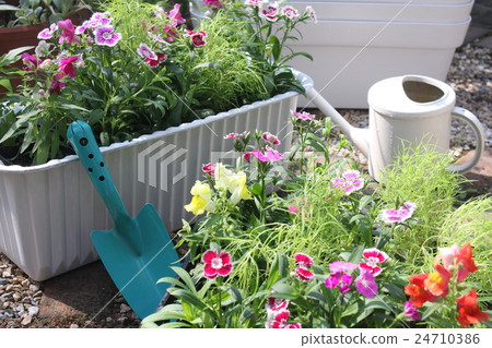 Planting gardening flower seedlings in the planter 24710386