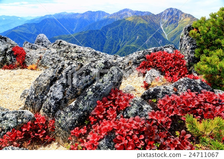 四萬十杜鵑花和山的秋葉。 四萬十杜鵑花和山的秋葉。 24711067