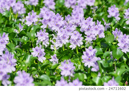 Water hyacinth Water hyacinth 24711602