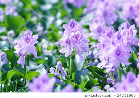 Water hyacinth 24711608