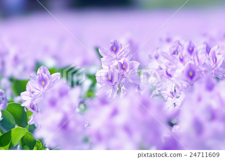 水葫蘆 水葫蘆 24711609