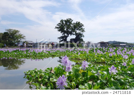 The water hyacinth of this Yakushiji ruins 24711818