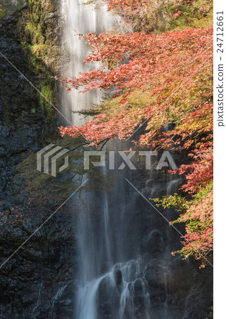 Minoo瀑佈在秋天 24712661