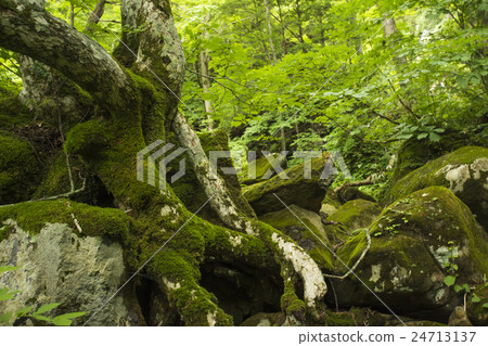 樹跨在岩石上 24713137