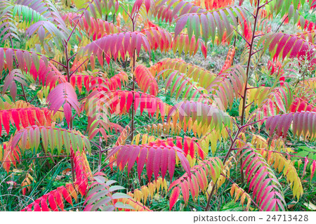 multicolored autumn leaves on the tree 24713428