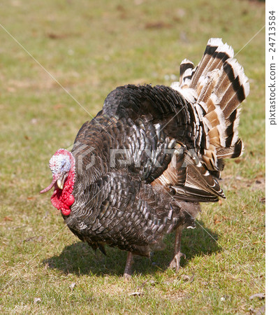 Wild Turkey Meleagris gallopavo Wild Turkey Meleagris gallopavo 24713584