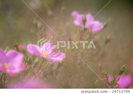 Beautiful flowers Beautiful flowers 24713799