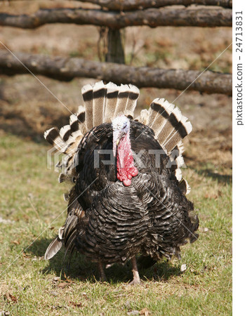 Wild Turkey Meleagris gallopavo 24713831