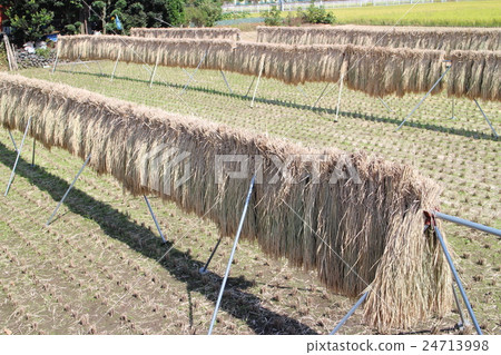 Rice field straw nio 24713998