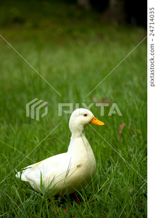叫鴨子在公園裡玩 叫鴨子在公園裡玩 24714035