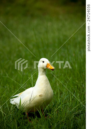 叫鴨子在公園裡玩 叫鴨子在公園裡玩 24714036