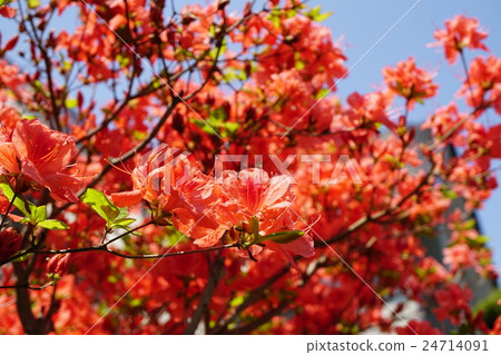 華麗橙色的精緻orzalea 24714091