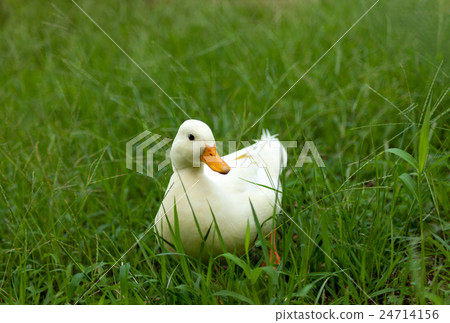 叫鴨子在公園裡玩 叫鴨子在公園裡玩 24714156