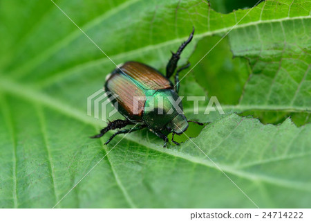 甲蟲 甲蟲 24714222