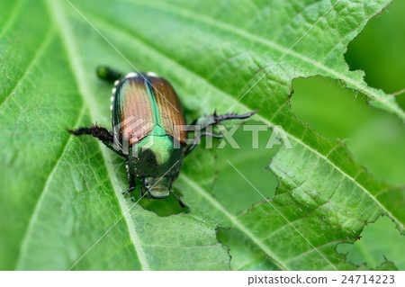 Scarab 24714223