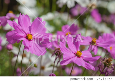 Pink cosmos in the garden. Pink cosmos in the garden. 24714262