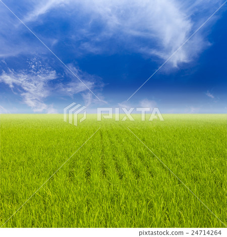 Green paddy rice field and blue sky. Green paddy rice field and blue sky. 24714264