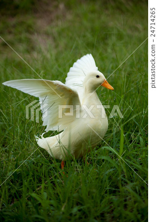 Call duck flapping on the park playing in the park 24714265
