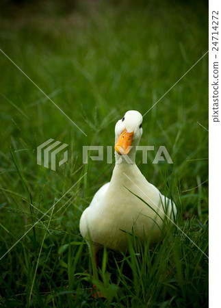 叫鴨子在公園裡玩 叫鴨子在公園裡玩 24714272