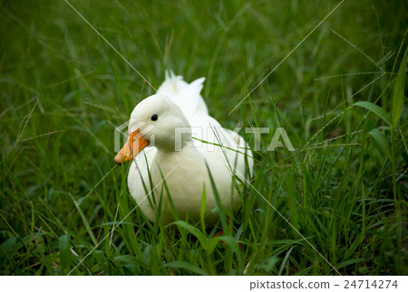Call Duck playing in the park Call Duck playing in the park 24714274