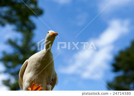 Cole Duck and blue sky 24714380
