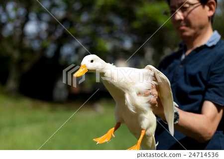 拿著電話鴨子的人 24714536