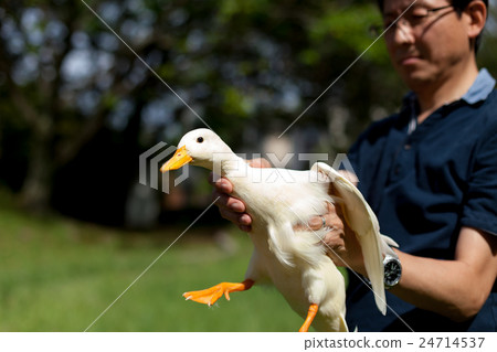 Cole Duck and blue sky 24714537