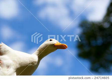 Cole Duck and blue sky Cole Duck and blue sky 24714605