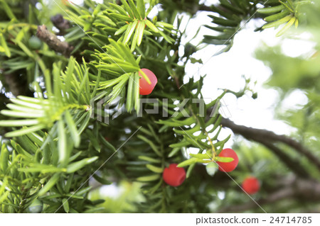 Round and red fruits of H. yew 24714785