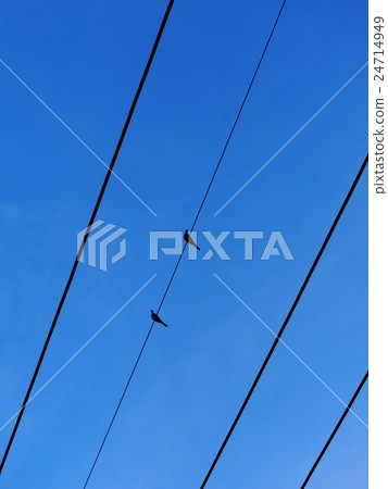 two birds on electric cable, wire. Silhouette view 24714949