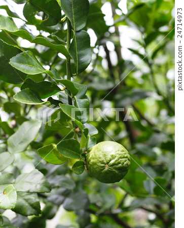 Kaffir lime young fruit, Citrus x hystrix tropical Kaffir lime young fruit, Citrus x hystrix tropical 24714973