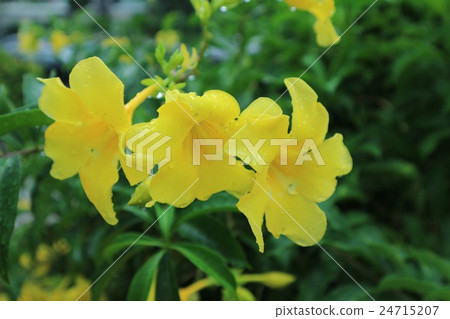 雨後的黃色花 24715207